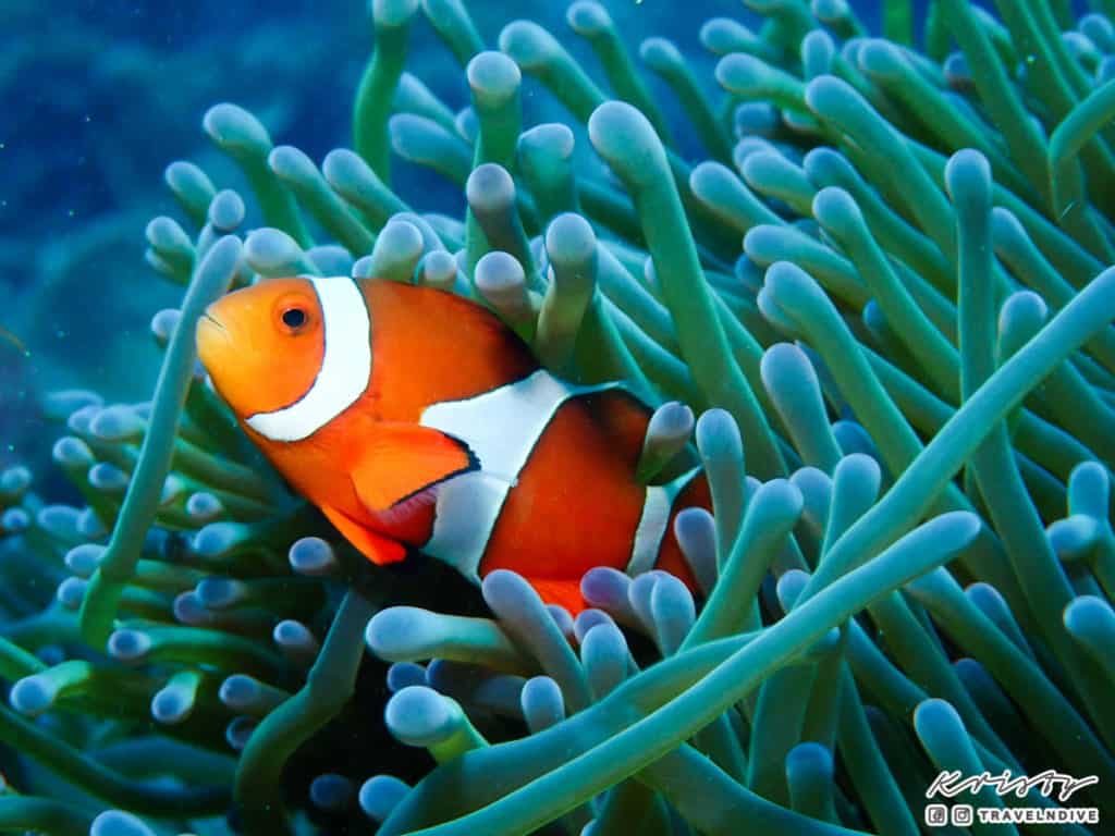 綠島潛水 小丑魚 nemo 綠島潛水 小丑魚 nemo