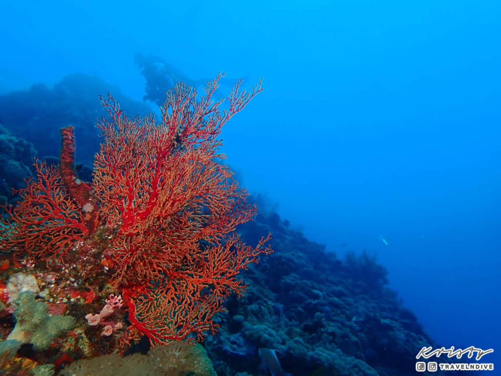 綠島潛水 海底 水下生態 珊瑚 海扇 綠島潛水 海底 水下生態 珊瑚 海扇