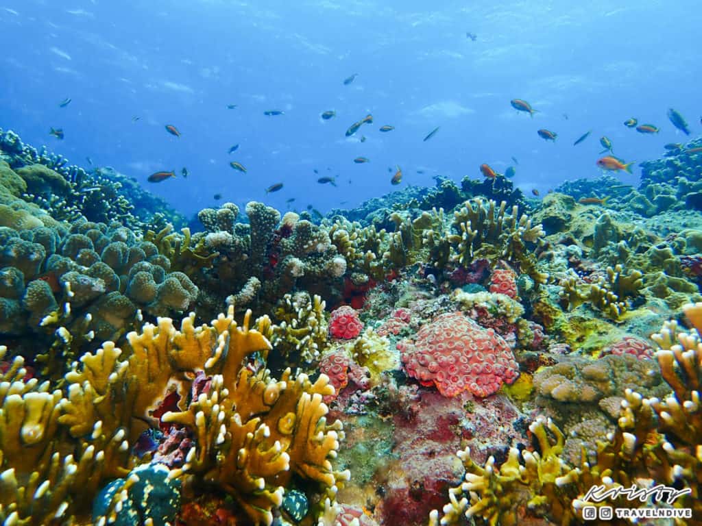 綠島潛水 海底生態 珊瑚